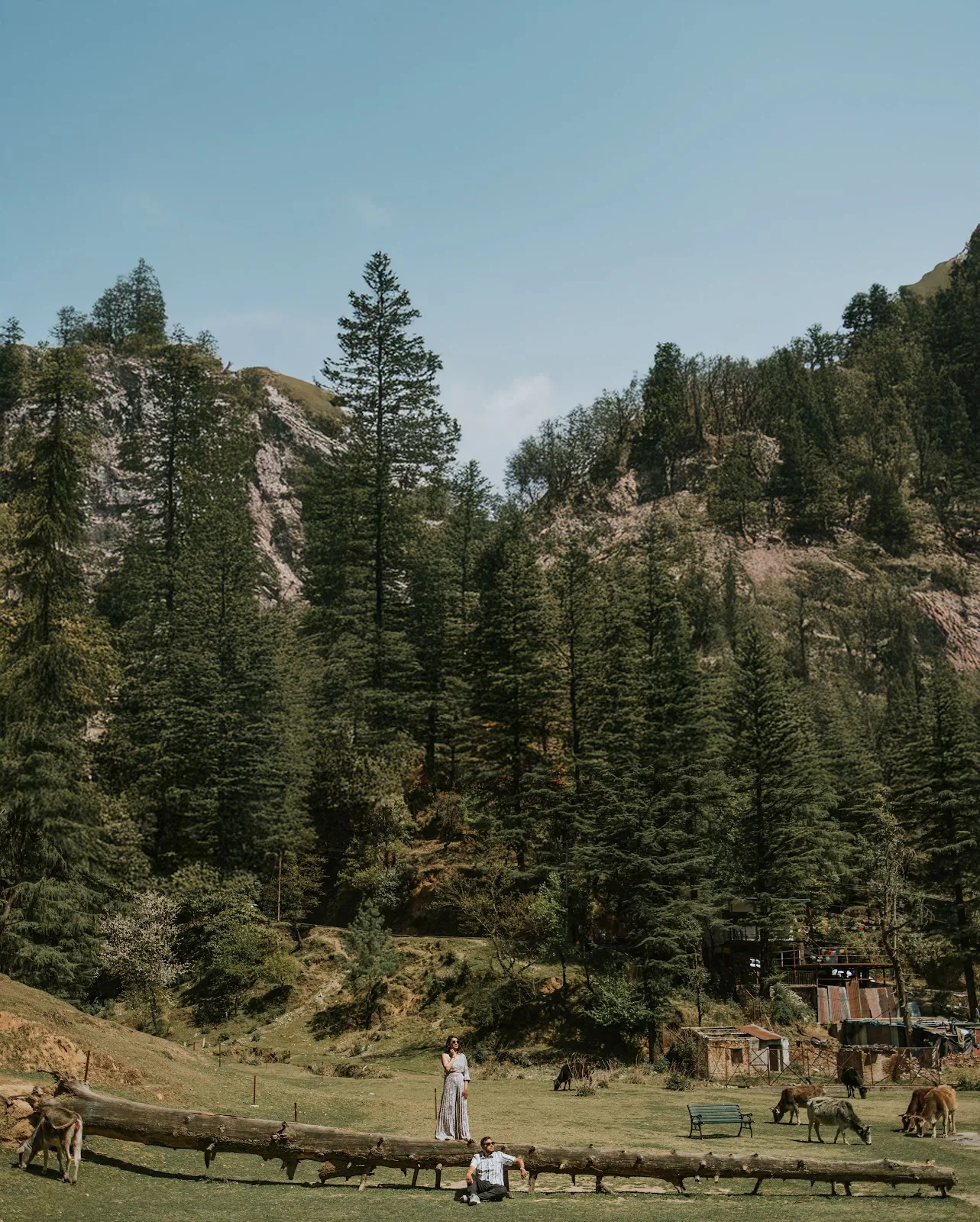 A couple, small in the frame, in a pine valley in the mountains